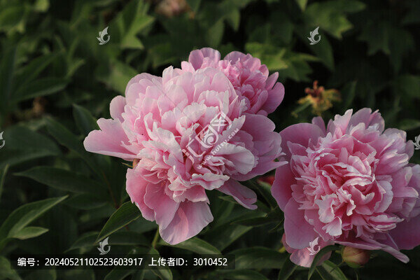 芍藥