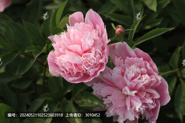 芍藥