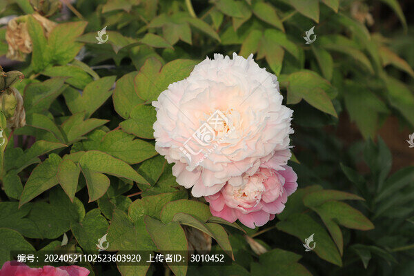 芍藥