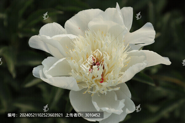 芍藥