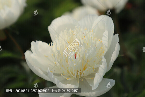 芍藥