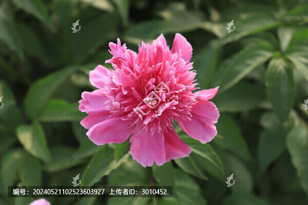 芍藥
