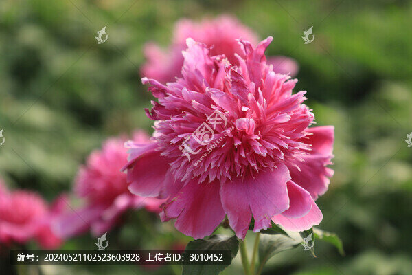芍藥