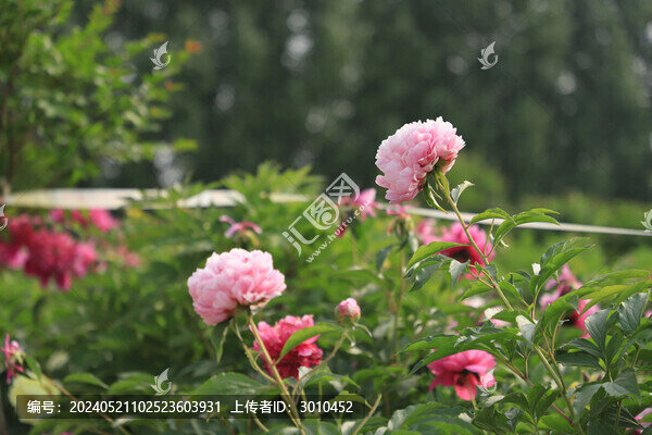 芍藥