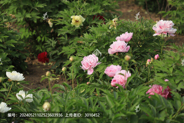 芍藥