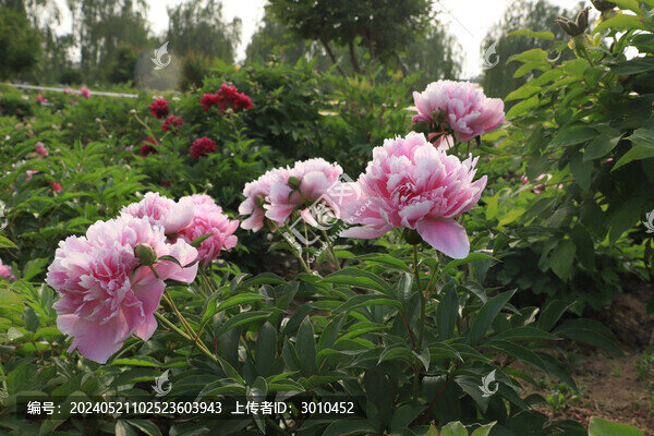 芍藥