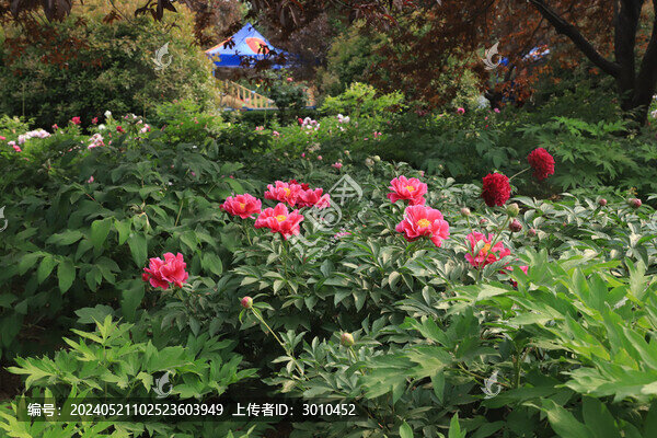 芍藥