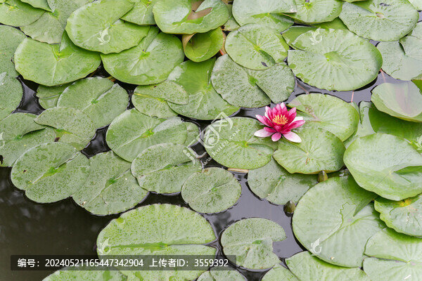 蓮華睡蓮荷花