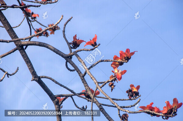 木棉花枝