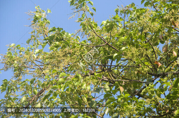 香樟枝葉花