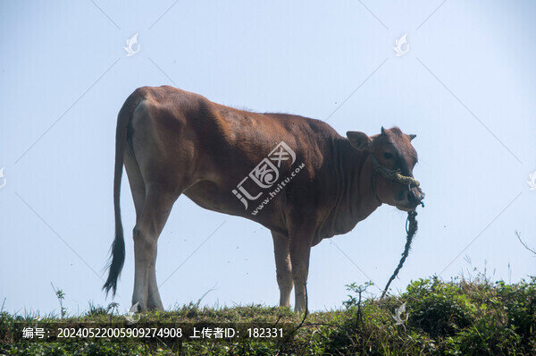 一頭黃牛