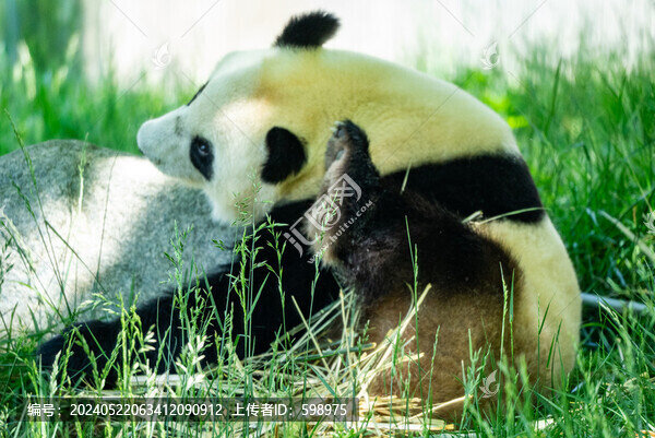 臥龍大熊貓?jiān)飞駱?shù)坪基地熊貓