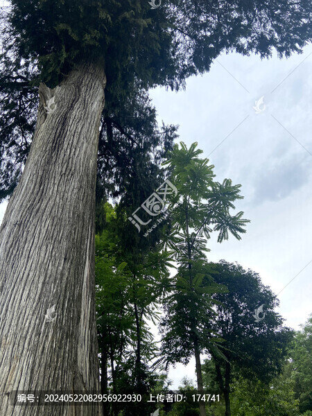 百年古樹老樹參天大樹柏木粗壯樹