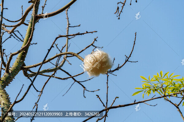美麗異木棉