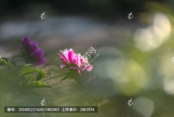 芍藥