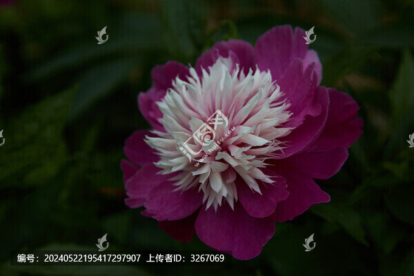 安徽省蕪湖市丫山牡丹花