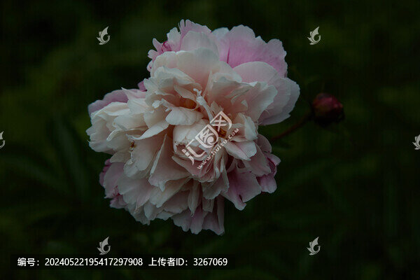 安徽省蕪湖市丫山牡丹花