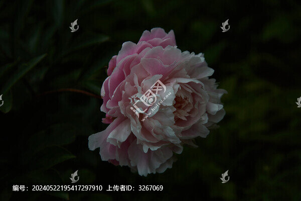 安徽省蕪湖市丫山牡丹花