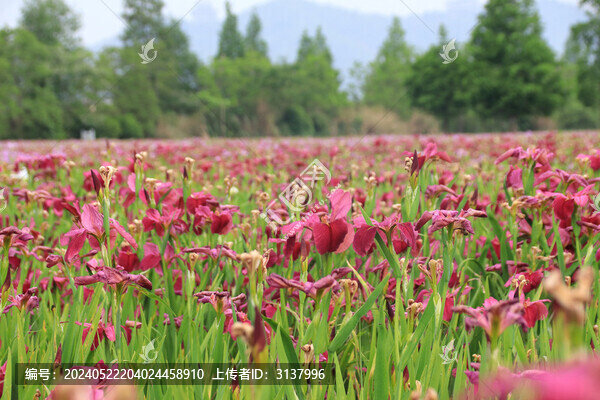 鳶尾花盛開