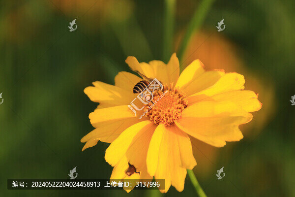 金雞菊
