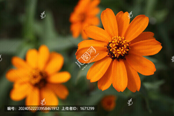小百日菊