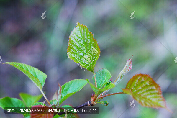 嫩葉葉脈