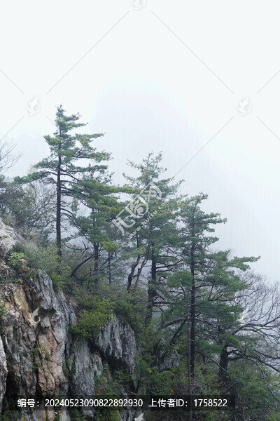 懸崖上的松樹(shù)