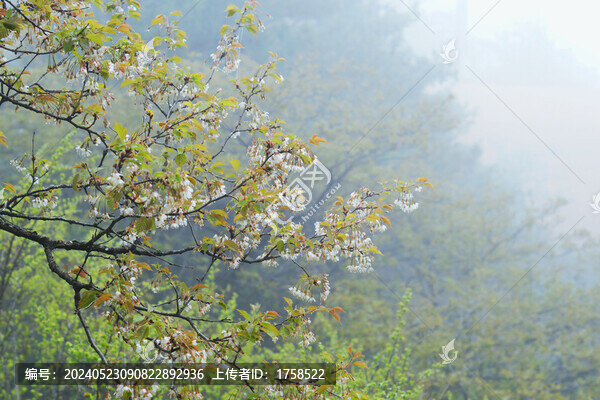 綠葉素材