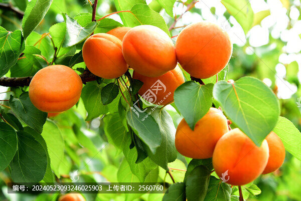 金太陽(yáng)杏