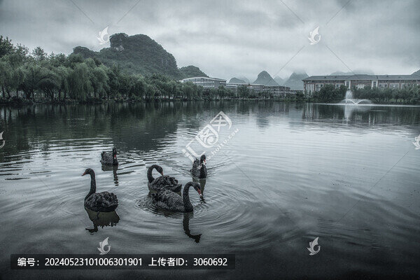 湖泊中的黑天鵝