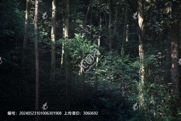 樹林中陽光灑落其間