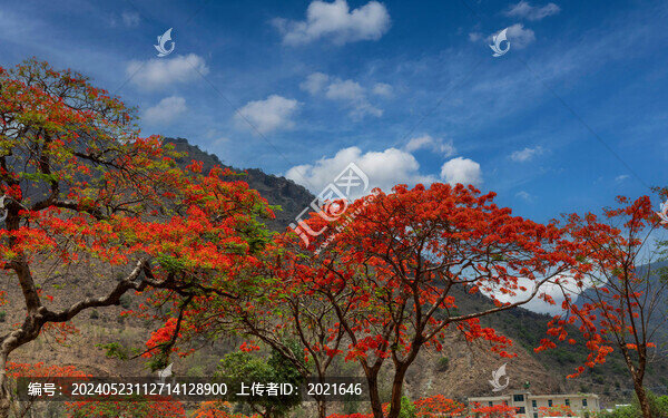 高山藍天白云盛開鳳凰花