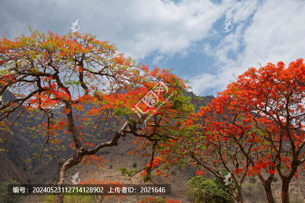 高山藍(lán)天白云盛開鳳凰花