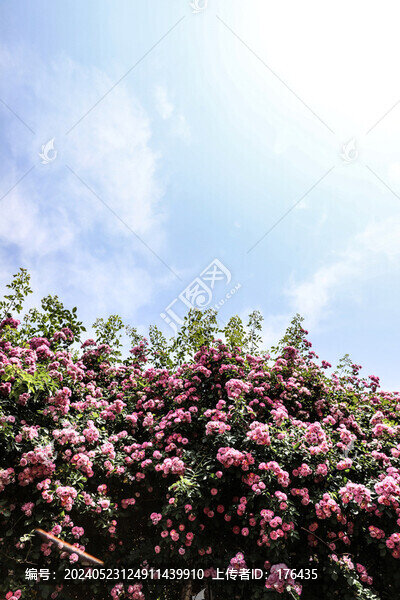 薔薇花墻
