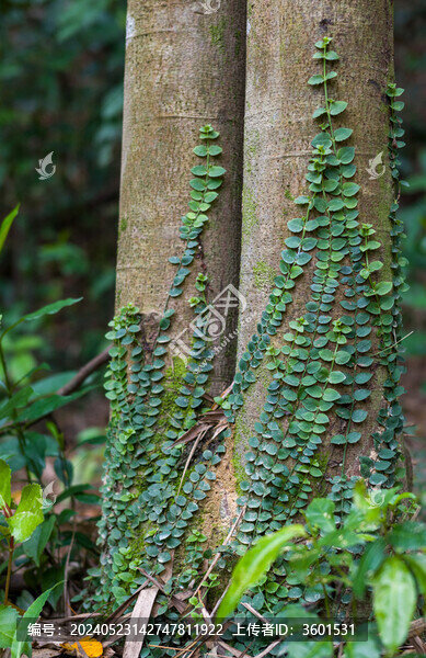 樹(shù)干上爬藤植物伏石厥特寫(xiě)鏡頭