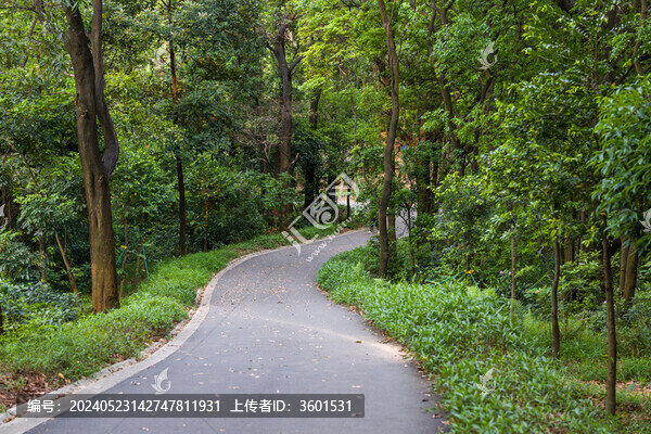 登山爬山林蔭路徑