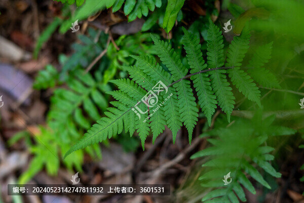 蕨類植物葉子特寫鏡頭