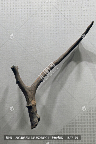 鹿角