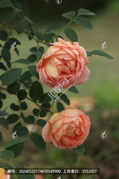 月季花