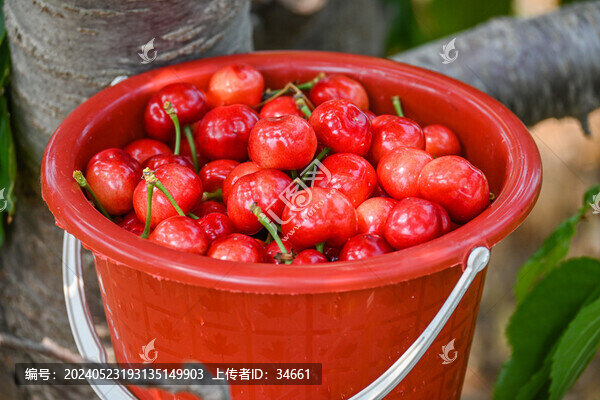 山東煙臺(tái)大櫻桃紅燈新鮮應(yīng)季水果