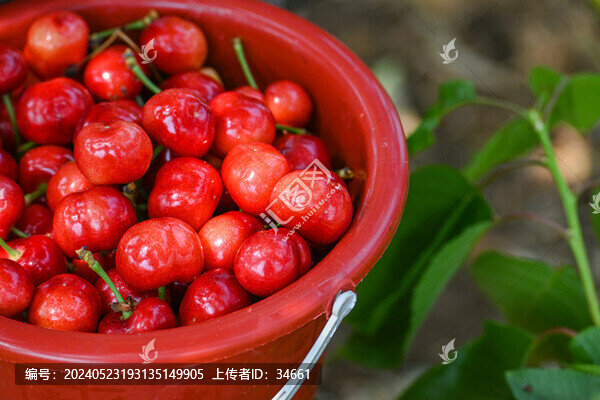 山東煙臺(tái)大櫻桃紅燈新鮮應(yīng)季水果