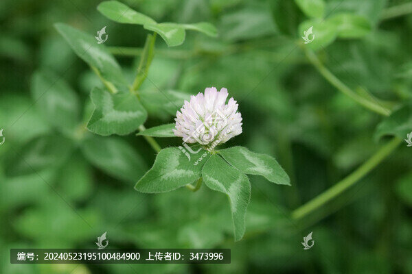 紅車軸草