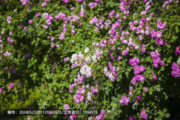 花園
