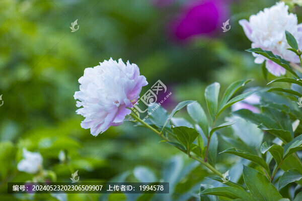 芍藥