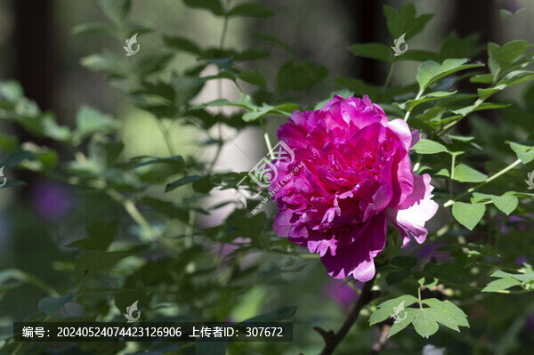 牡丹花