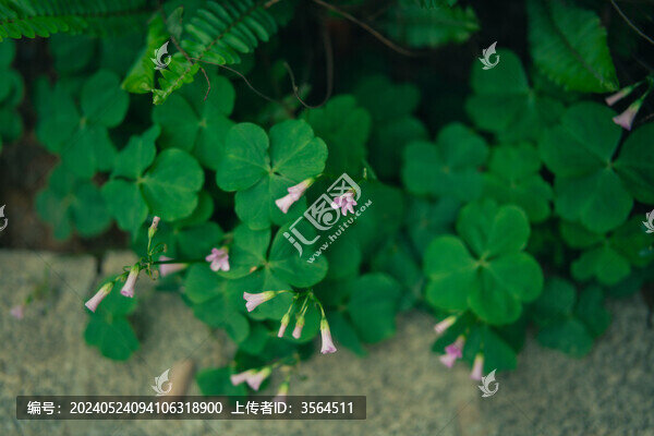 酢漿草