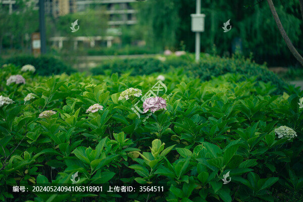 繡球花