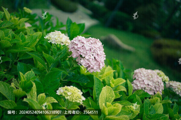 繡球花