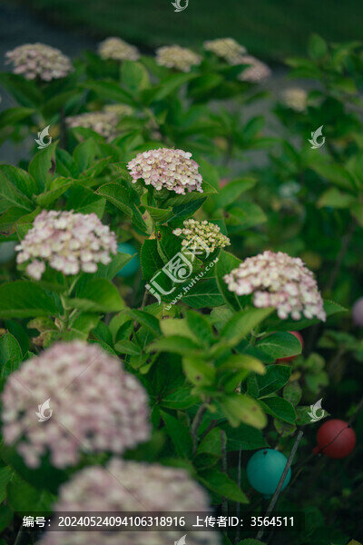 繡球花