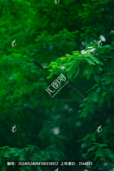 夏天的落羽杉